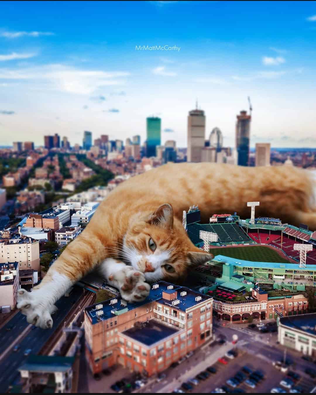 Cat lying on a city rooftop with a skyline background under a blue sky.