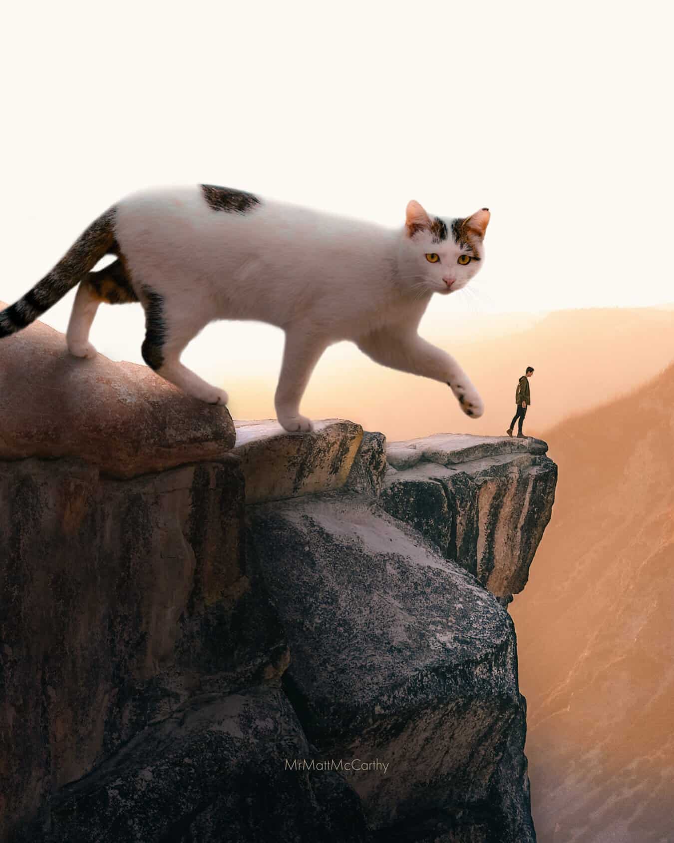 Cat walking on a rocky ledge with a person in the distance at sunset.