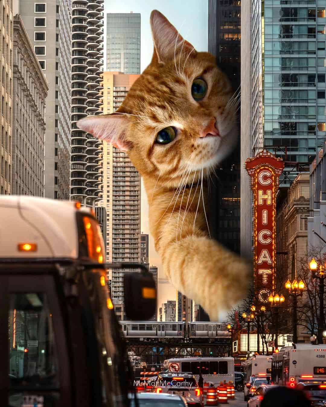 Giant cat peeking between skyscrapers in downtown Chicago.
