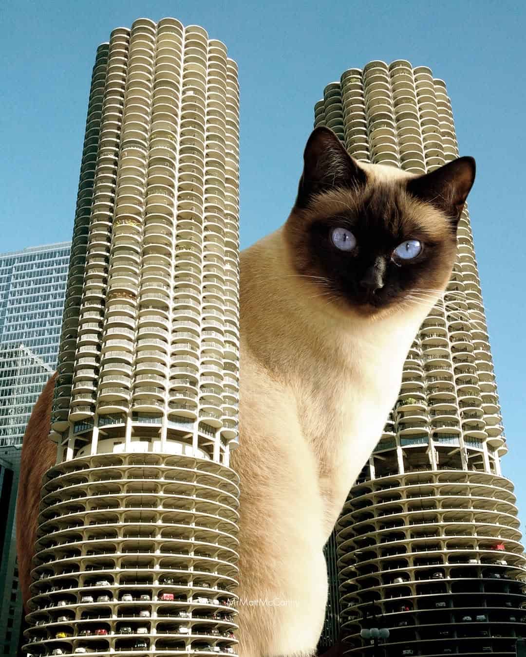 Tall buildings with rounded balconies and a Siamese cat with blue eyes in front.