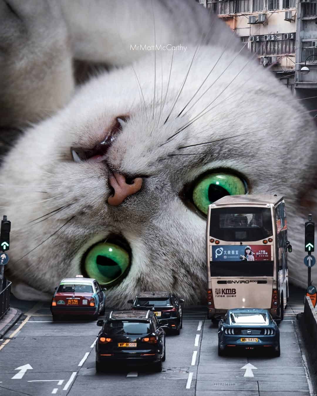 Cat's head upside down with green eyes over a busy city street with cars and buses.