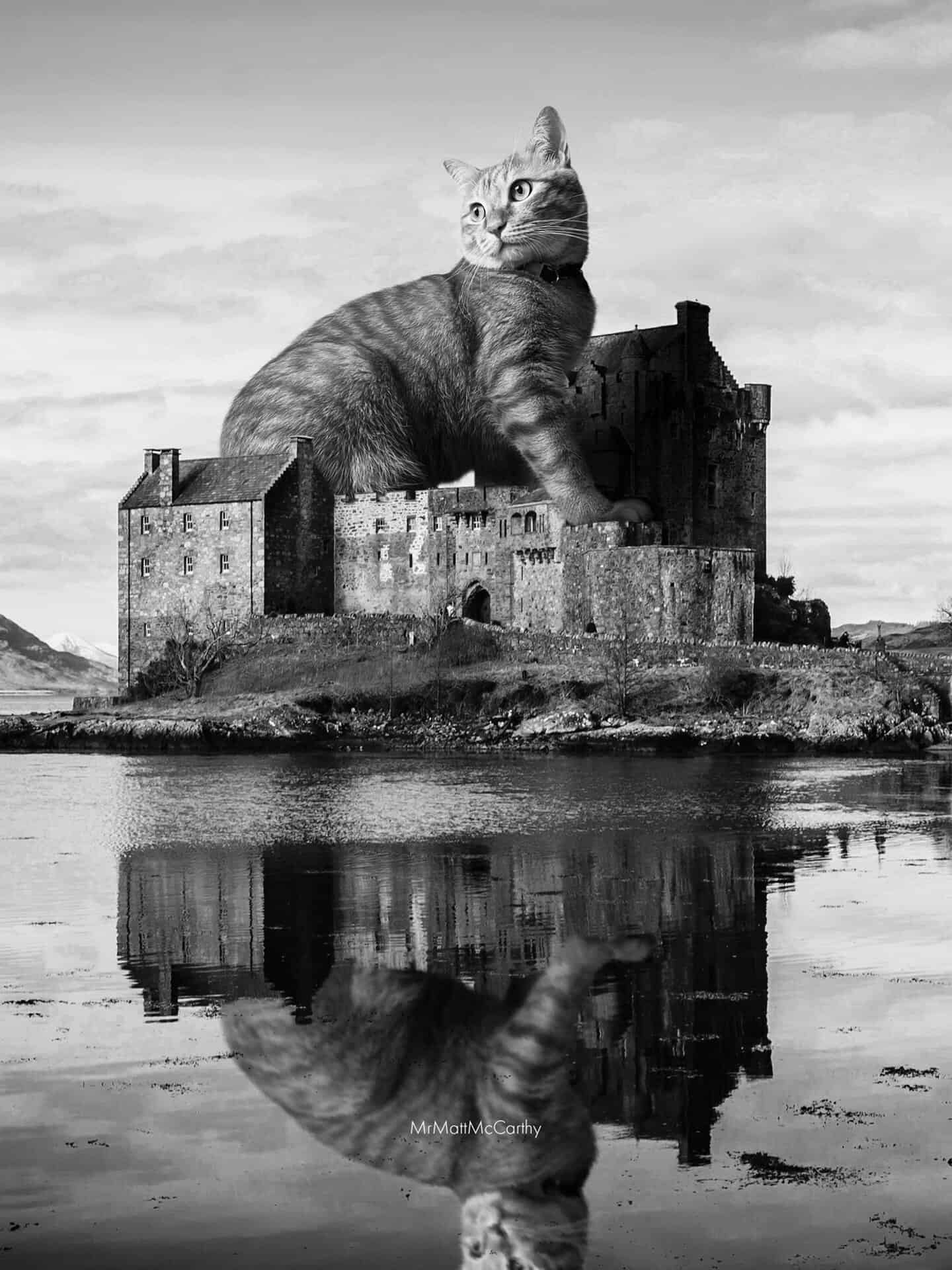 Large cat sitting on castle wall with reflection in water, black and white image.