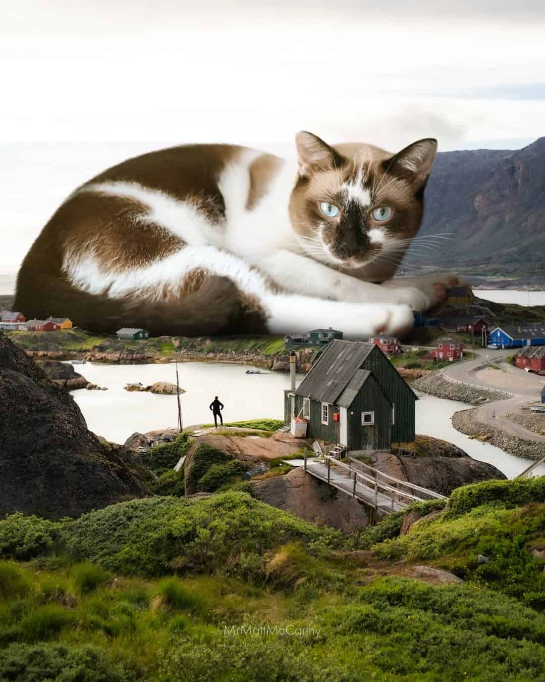 Large cat with blue eyes lying over a scenic landscape with water and mountains.