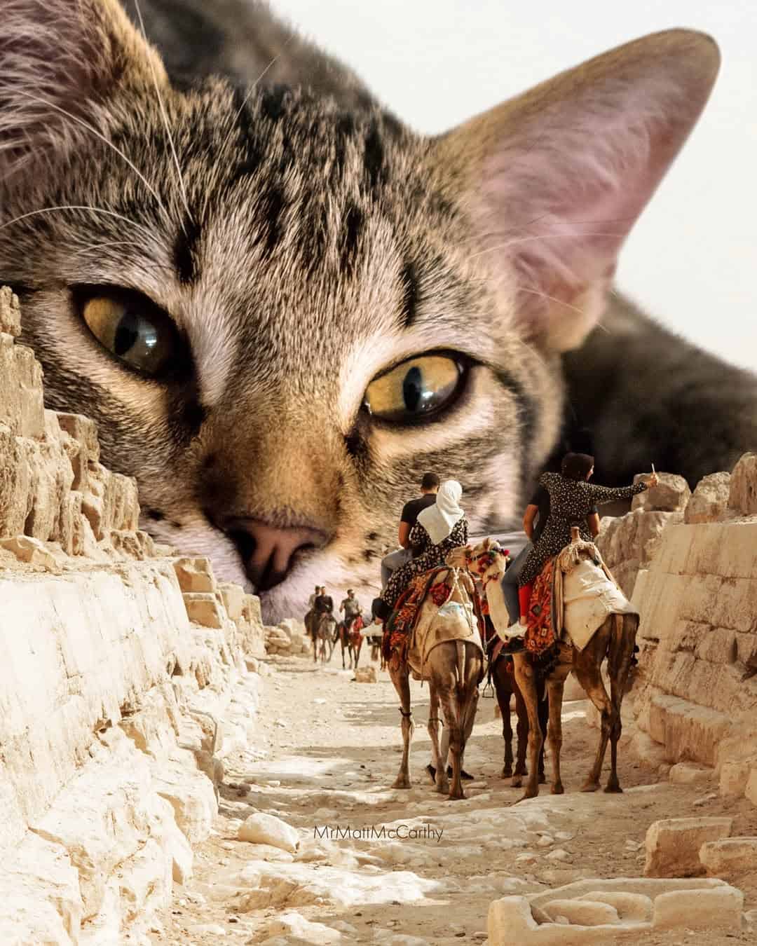 Close-up of a cat's face with a desert scene and camels in the background.