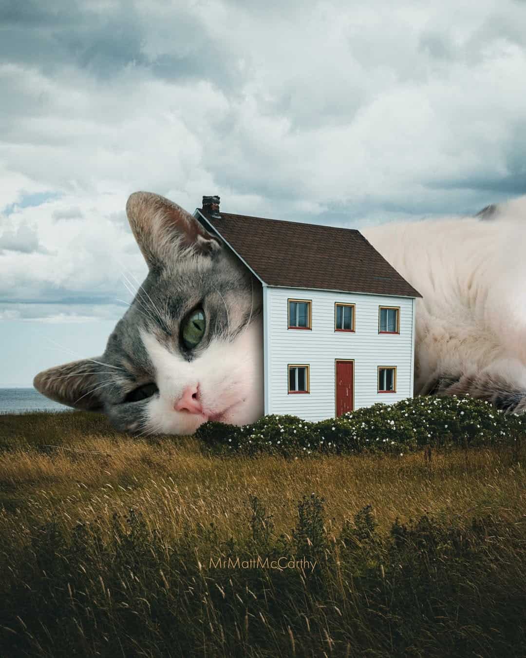 Large cat with a house on its head lying in a grassy field under cloudy sky.