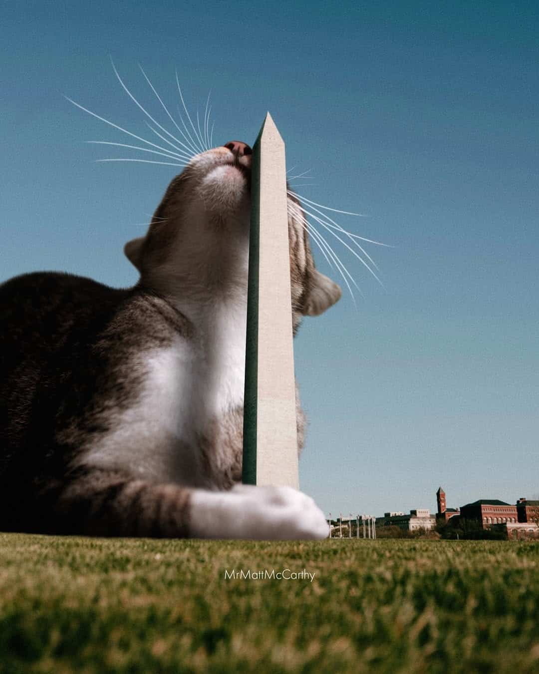 Cat with a pencil balancing on its nose outdoors against a blue sky.