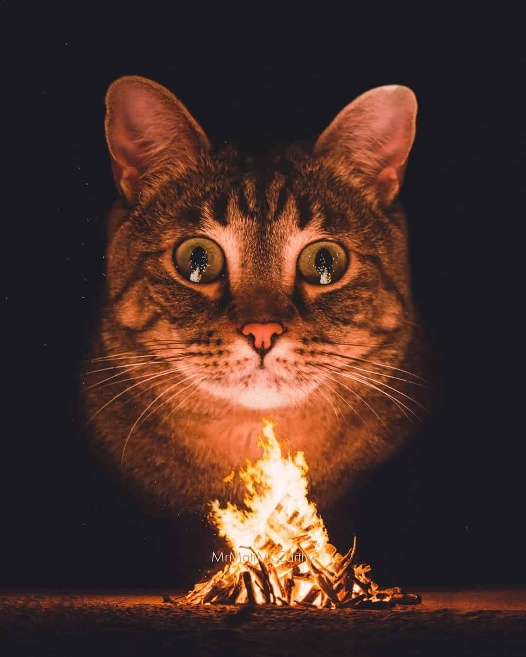 Close-up of a cat's face with a small campfire in front of it against a dark background.