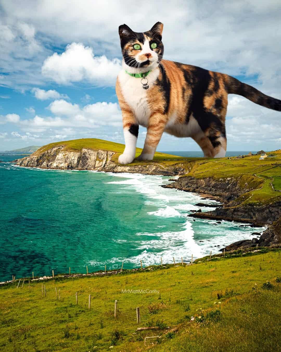Calico cat standing on a cliff overlooking the ocean under a cloudy sky.