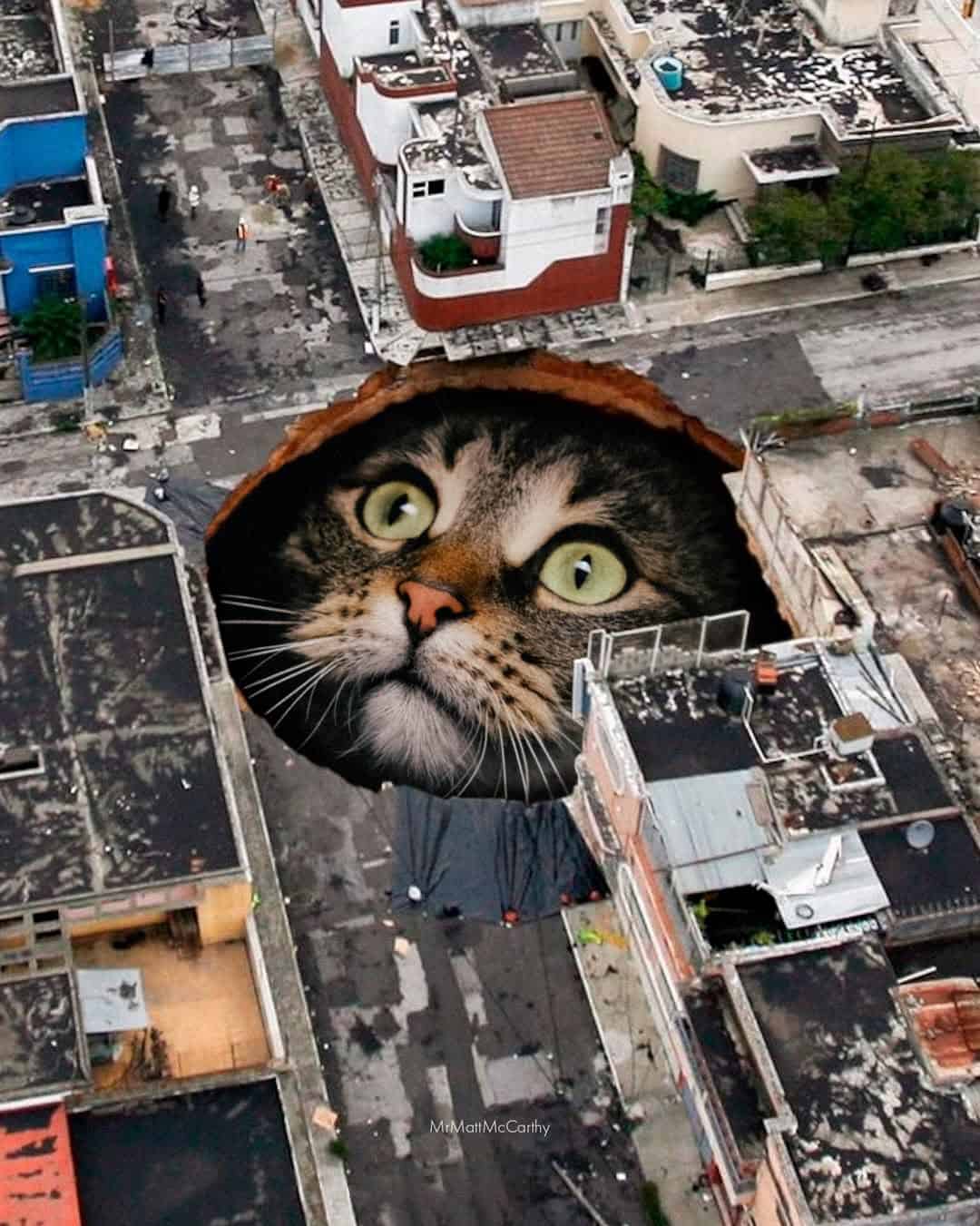 Cat's face peeking through a hole in a city rooftop, looking up.