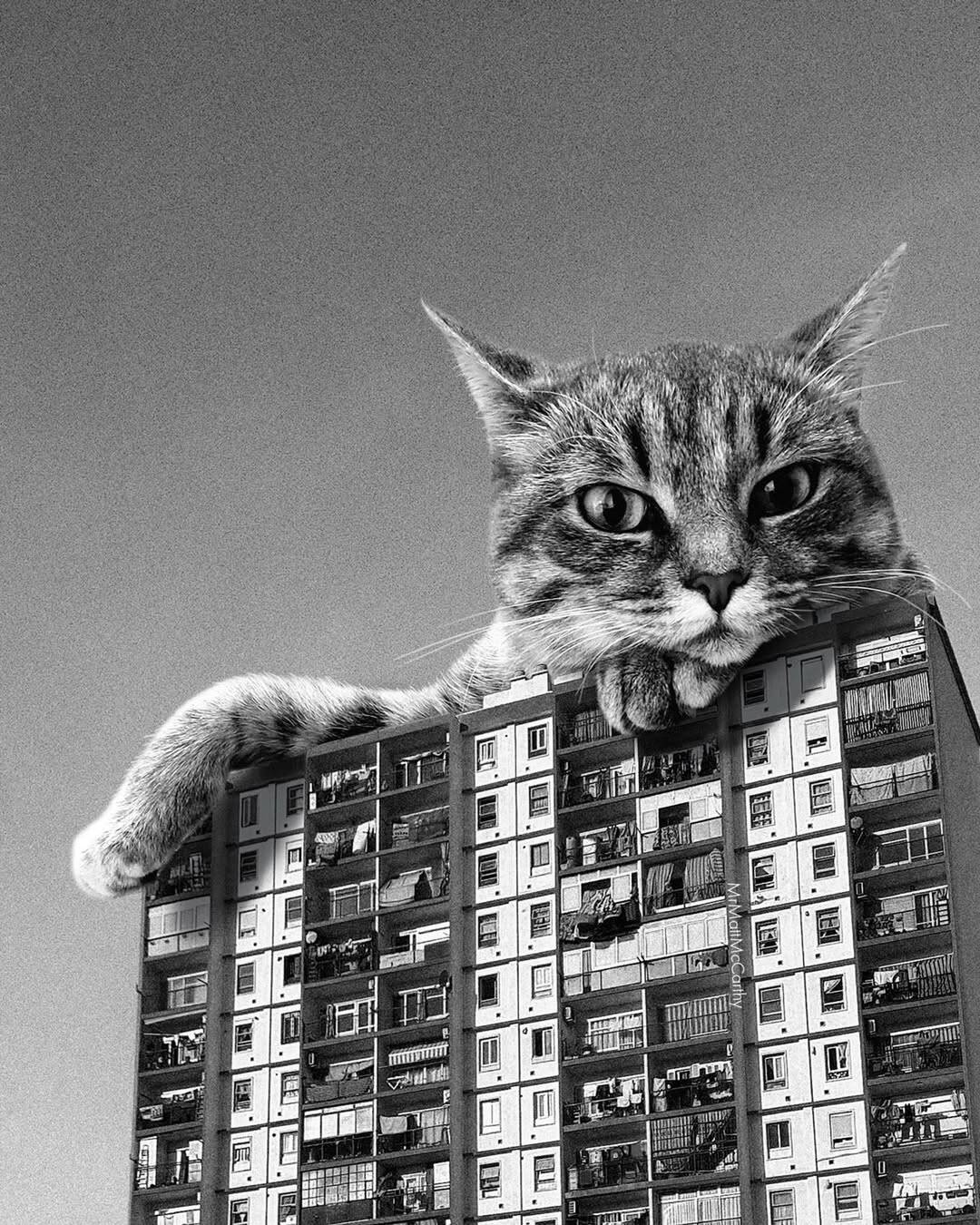 A cat peeking over a multi-story apartment building in black and white.