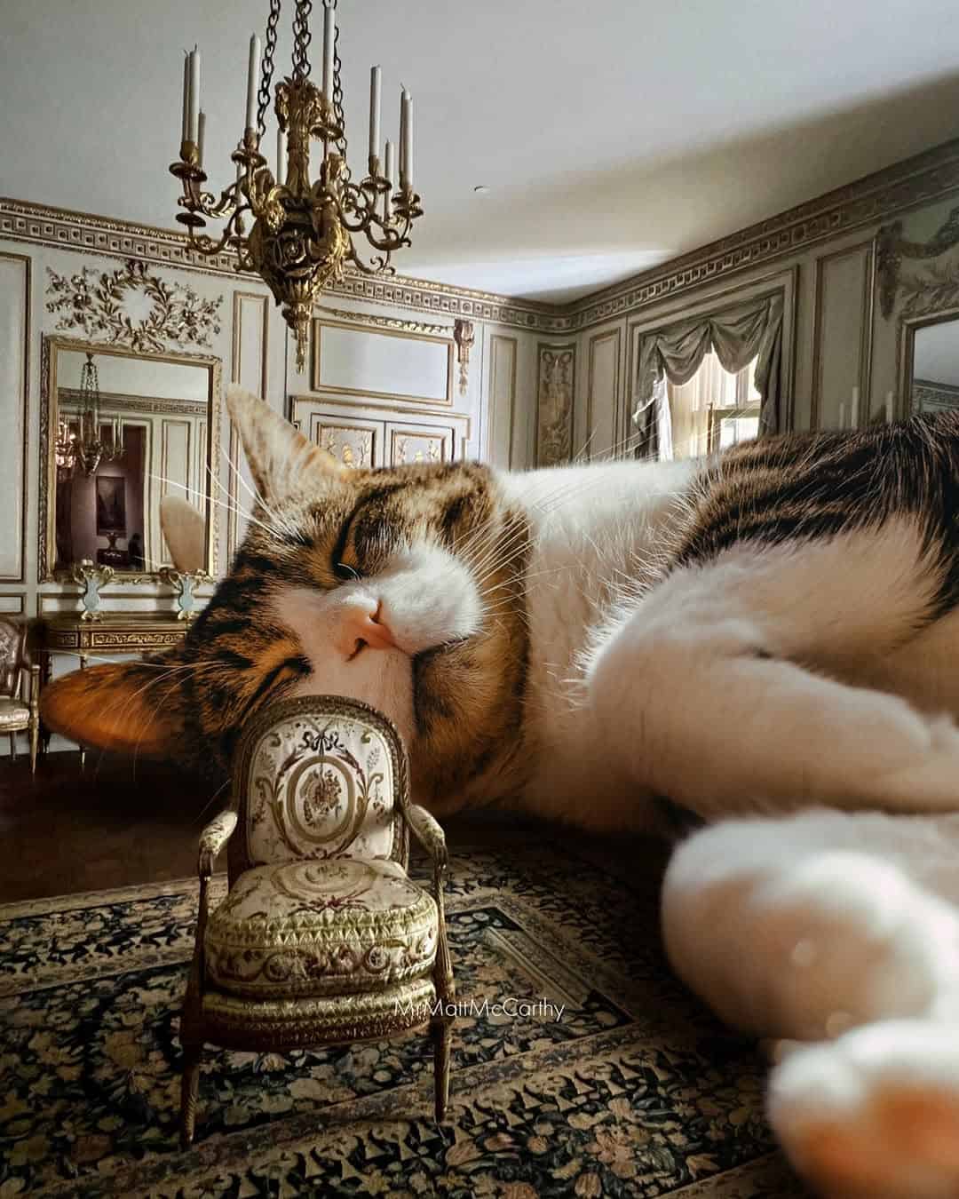 Relaxed cat sleeping on a miniature chair in an elegant room with ornate decor.