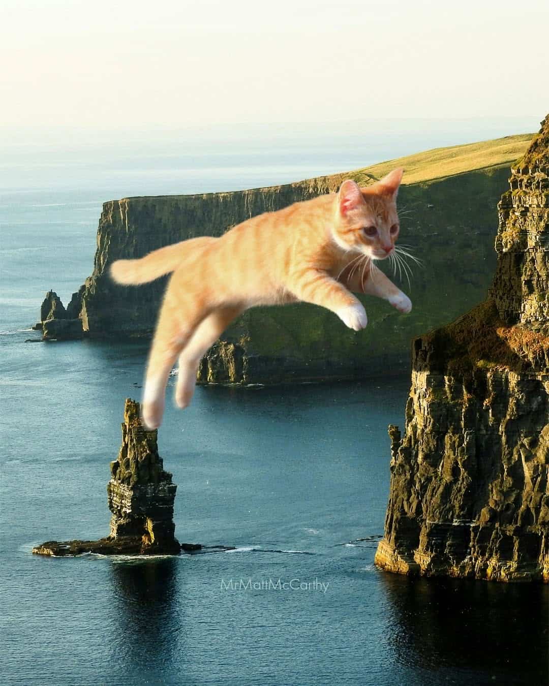 Playful orange kitten jumping between cliffs over the ocean at sunset.