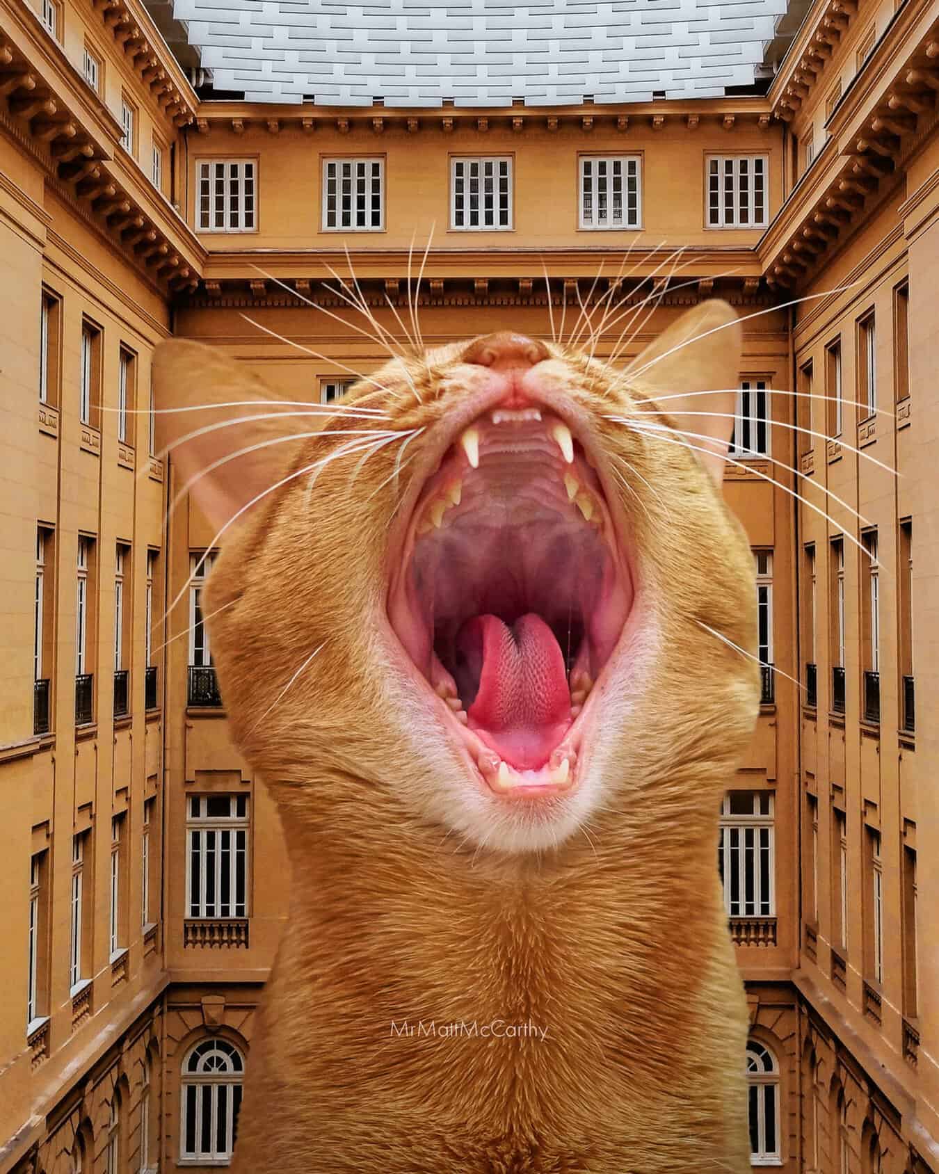 Large orange cat with open mouth, showing teeth, in front of a building courtyard.