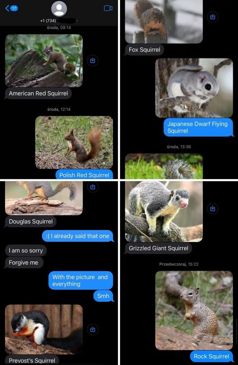 American Red Squirrel, Polish Red Squirrel, Douglas Squirrel, Prevost's Squirrel, Japanese Dwarf Fly.