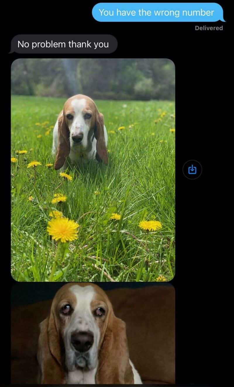 "Dog in a grassy field with yellow flowers, responding to a text message about a wrong number.".