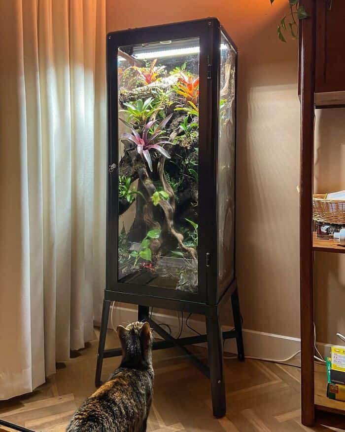 Indoor terrarium with lush plants on a black stand near curtains.