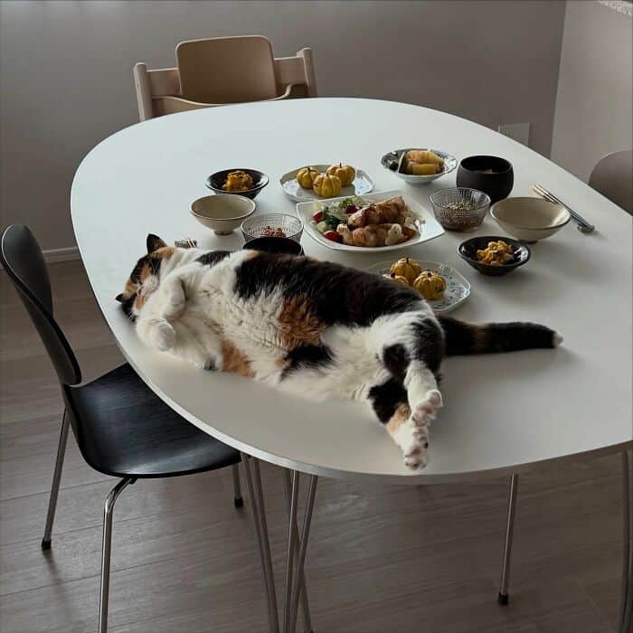 Cat sleeping on a dining table with food and dishes.