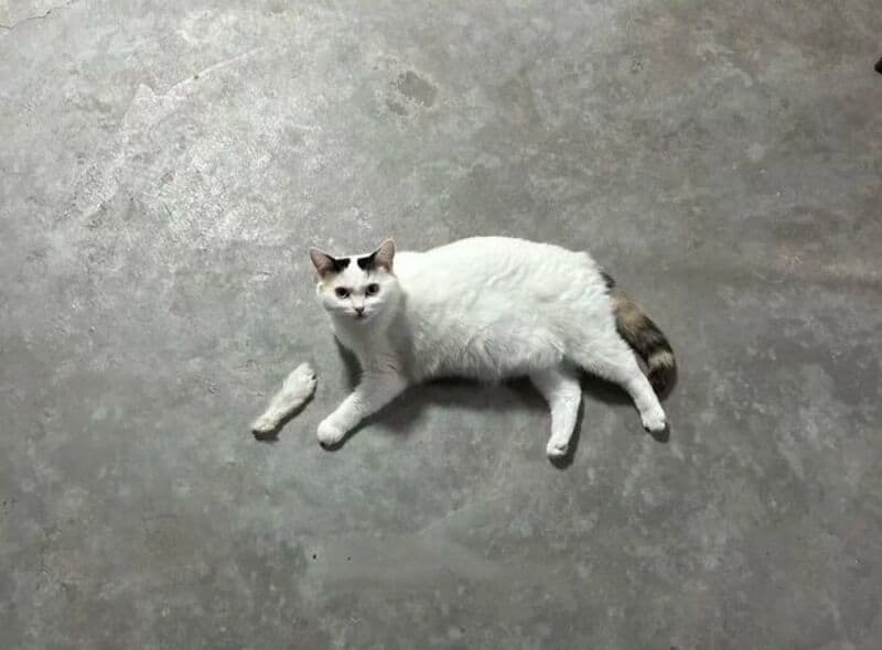 Cat lying on concrete floor with a piece of its tail missing.