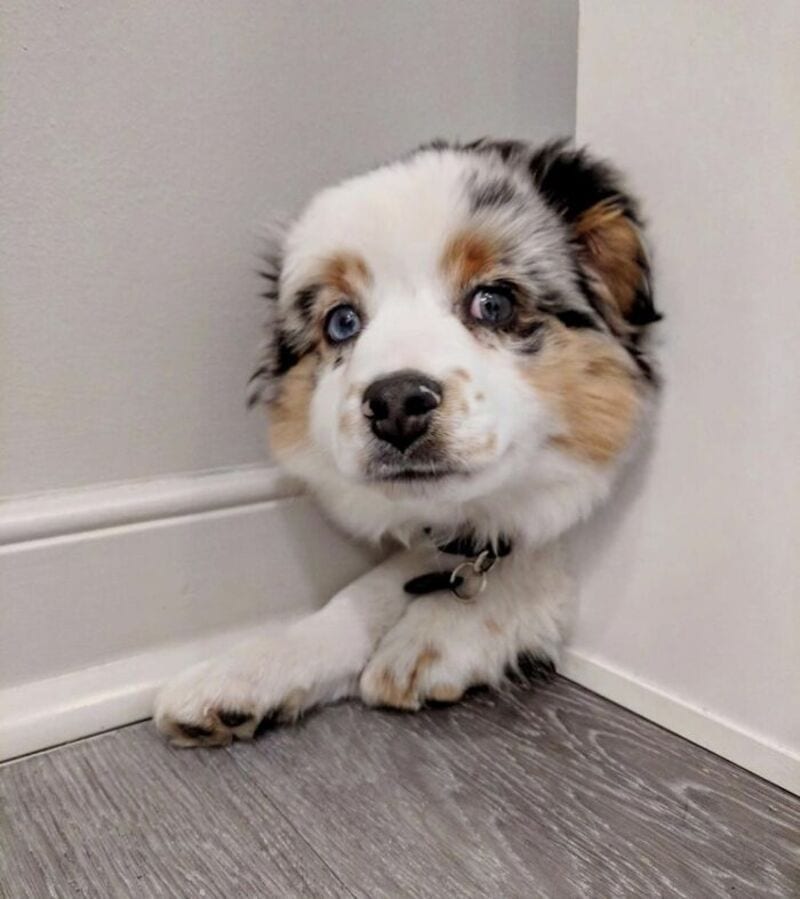 Cute Australian Shepherd puppy with blue eyes peeking from corner.