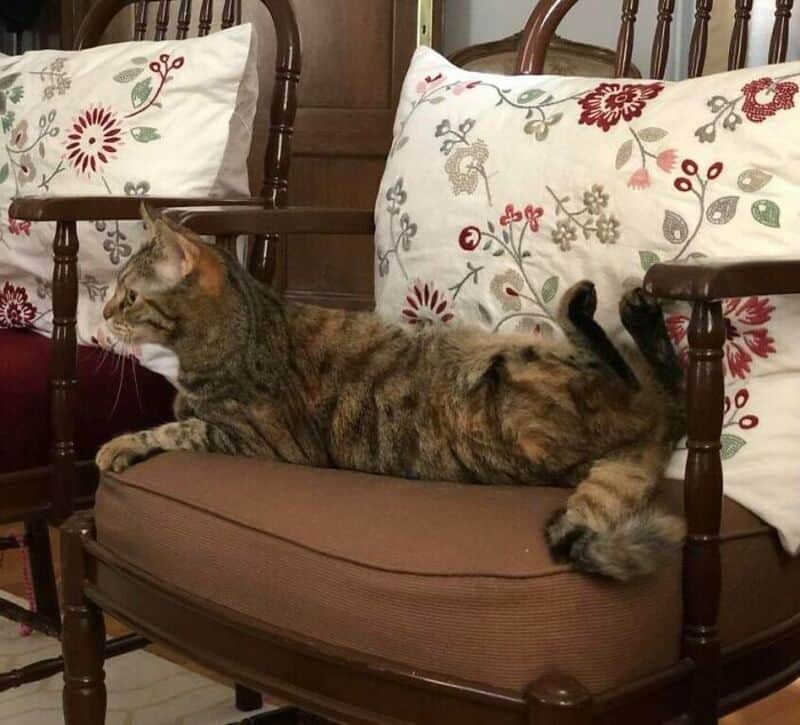 A tabby cat lying on a brown cushion between two wooden chairs with floral pillows.