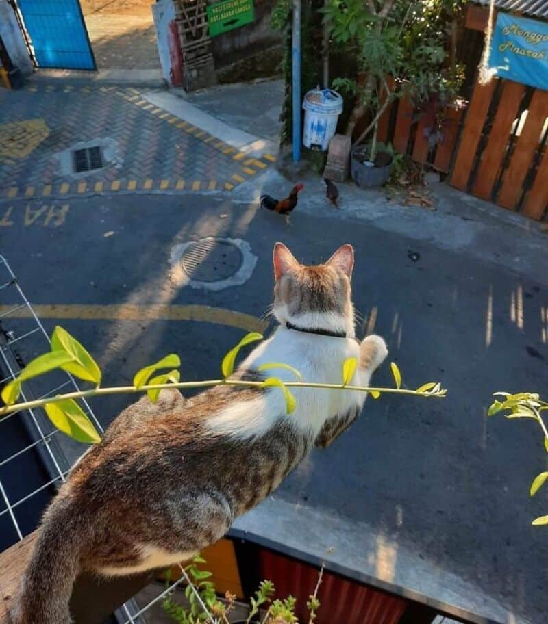 Cat watching chickens outside in a yard with plants and a wooden fence.