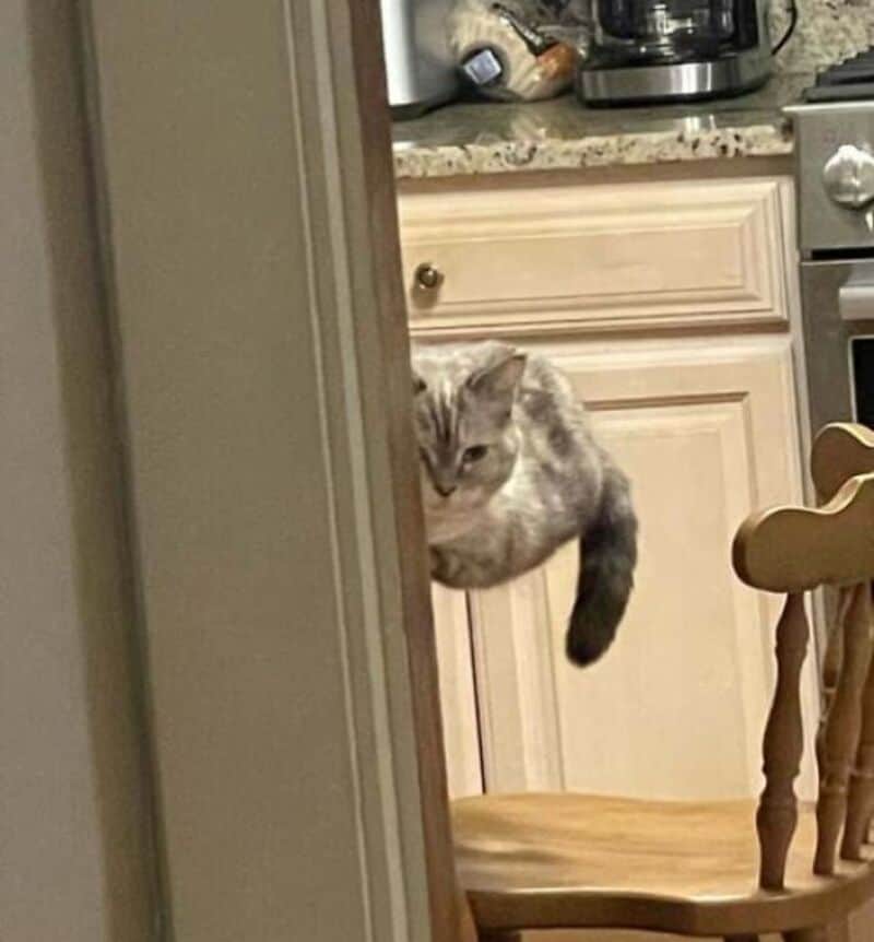 Cat hanging from a kitchen cabinet door, peeking out.