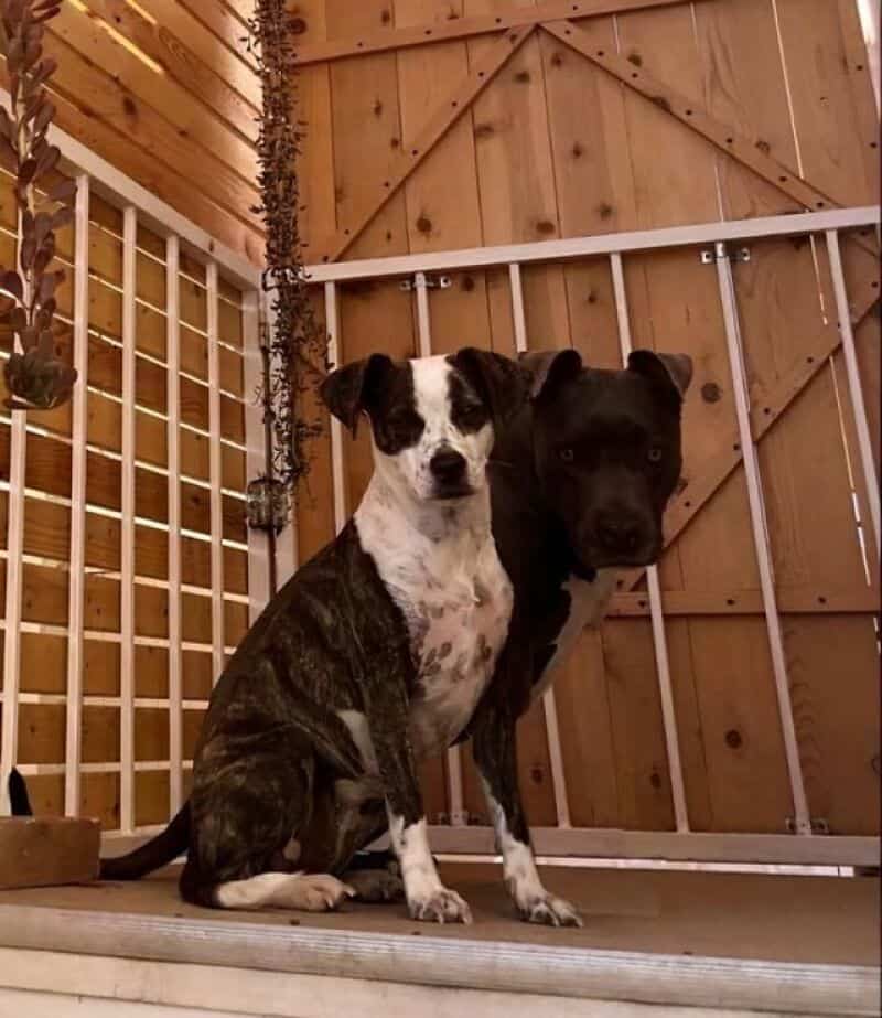 Two dogs sitting inside a wooden enclosure, one black and white, the other solid black.