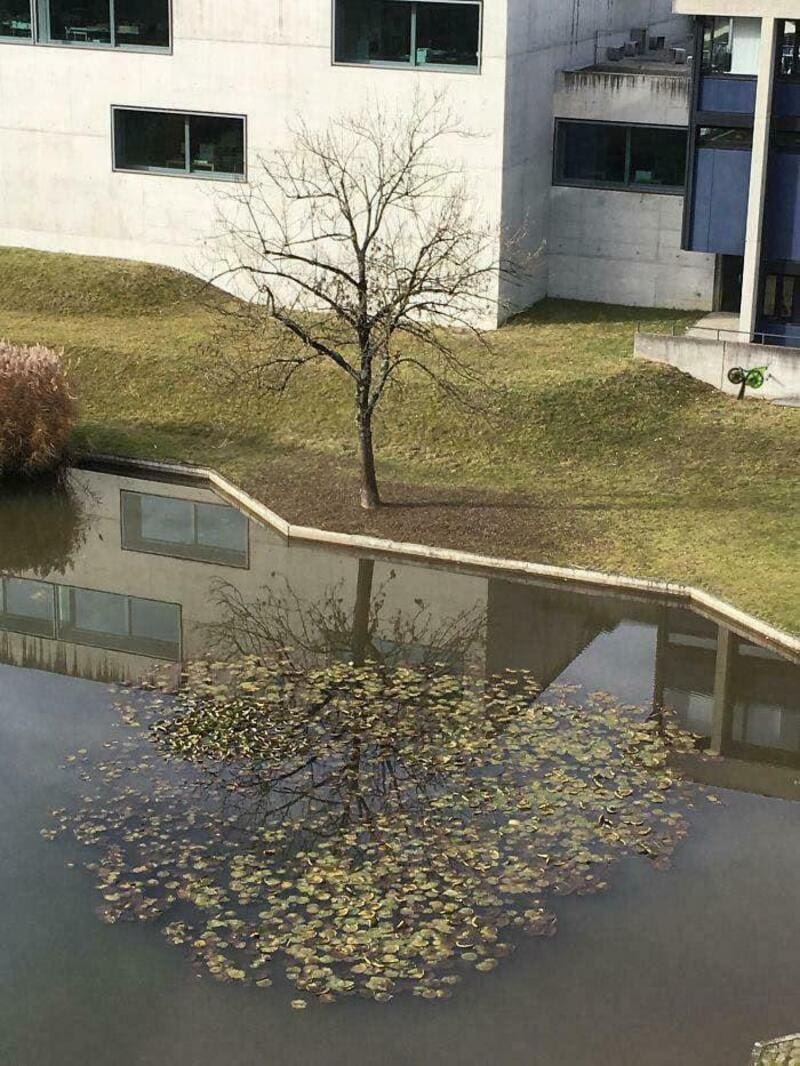 Tree reflected in pond with floating leaves, near modern building.