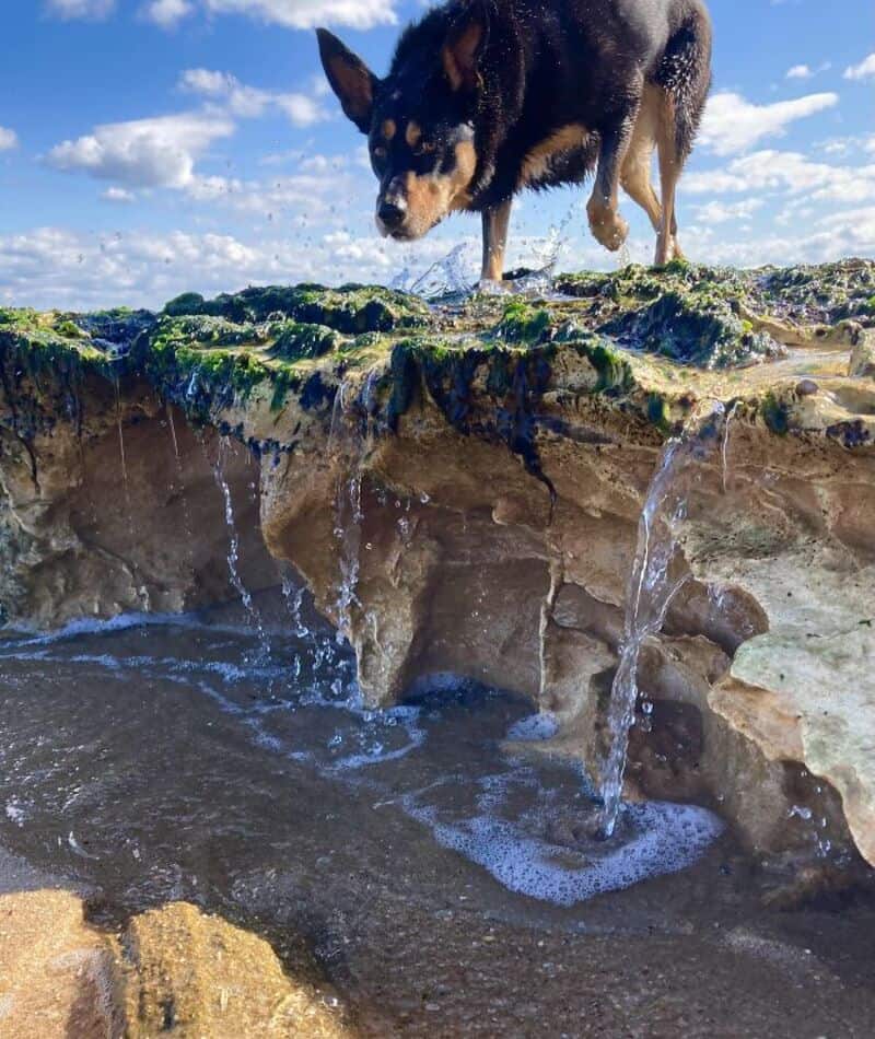 Dog looking at water dripping from a rocky ledge outdoors.
