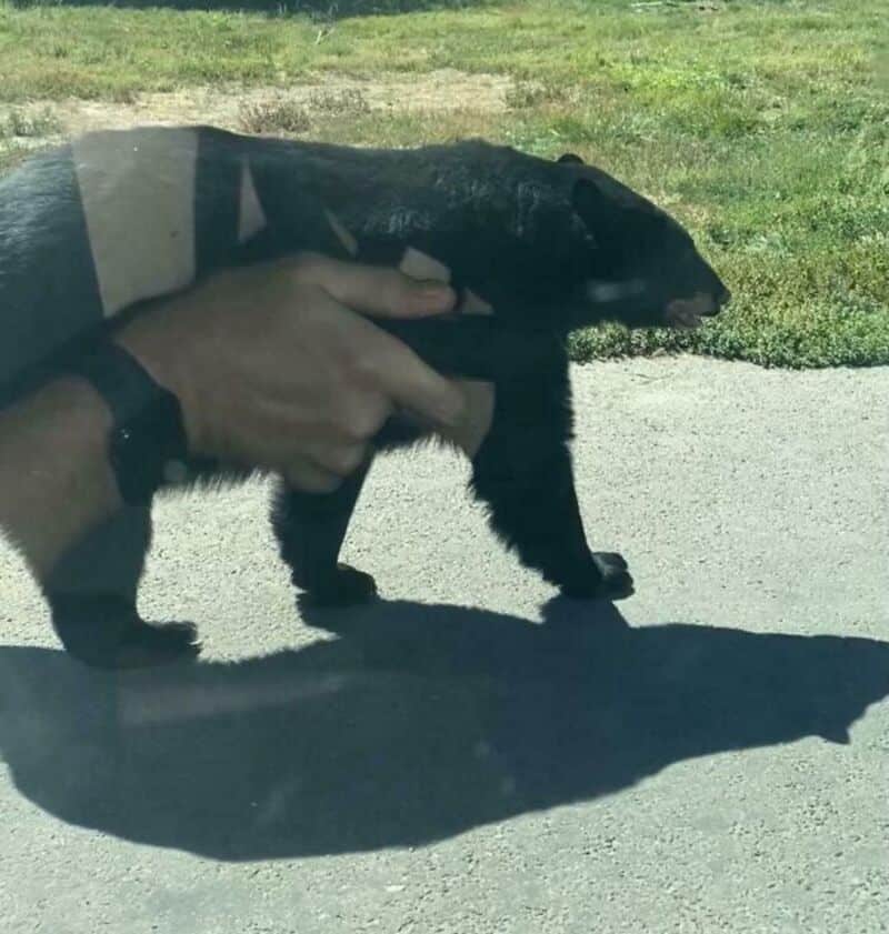 Black bear cub being held by a person on a road with grass in the background.