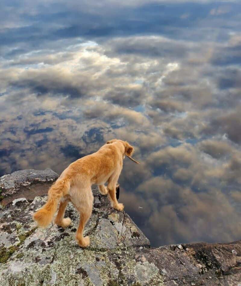 Dog looking over a rocky edge at a cloudy sky reflected in water.