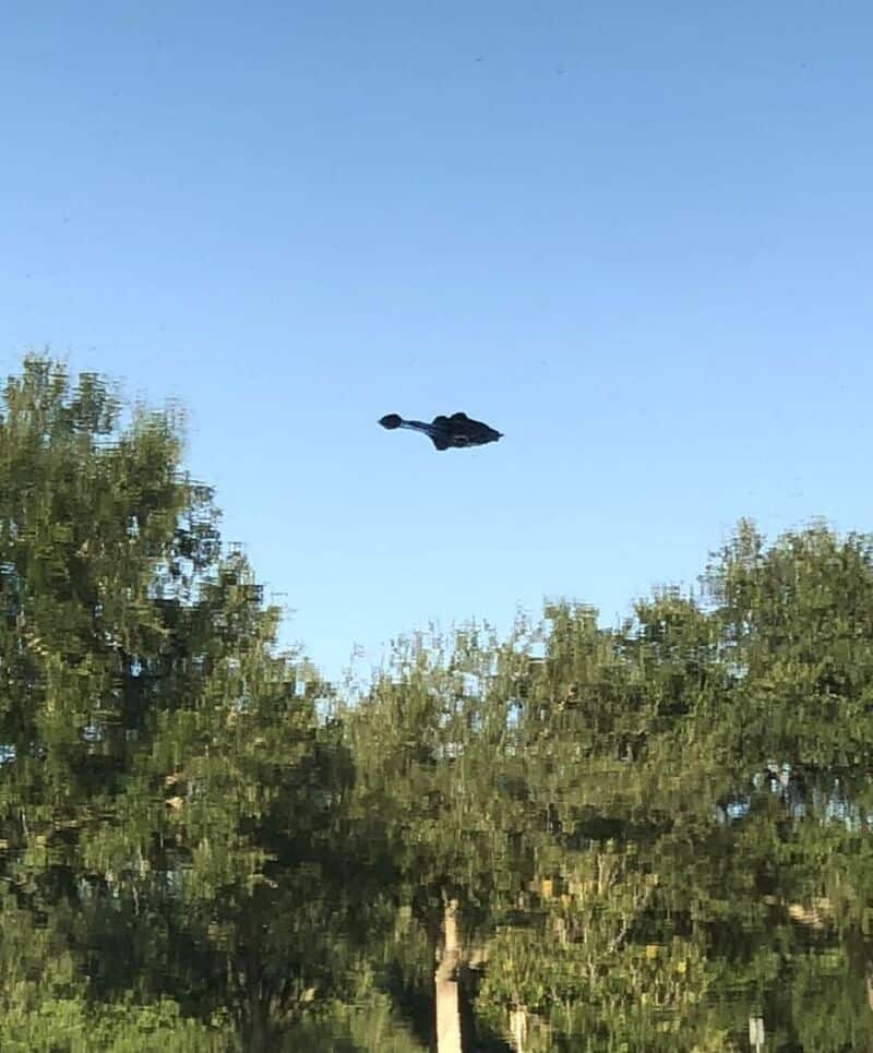 Bird flying above trees with a clear blue sky in the background.