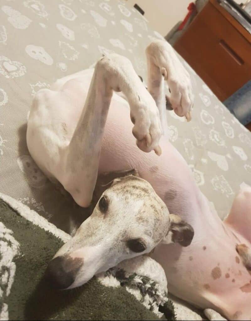Dog lying on its back with paws up, on a patterned bedspread.
