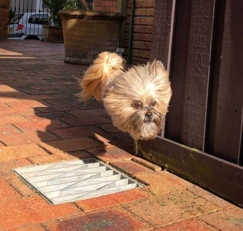Dog with a fluffy tail peeking through a gap in a wooden fence.
