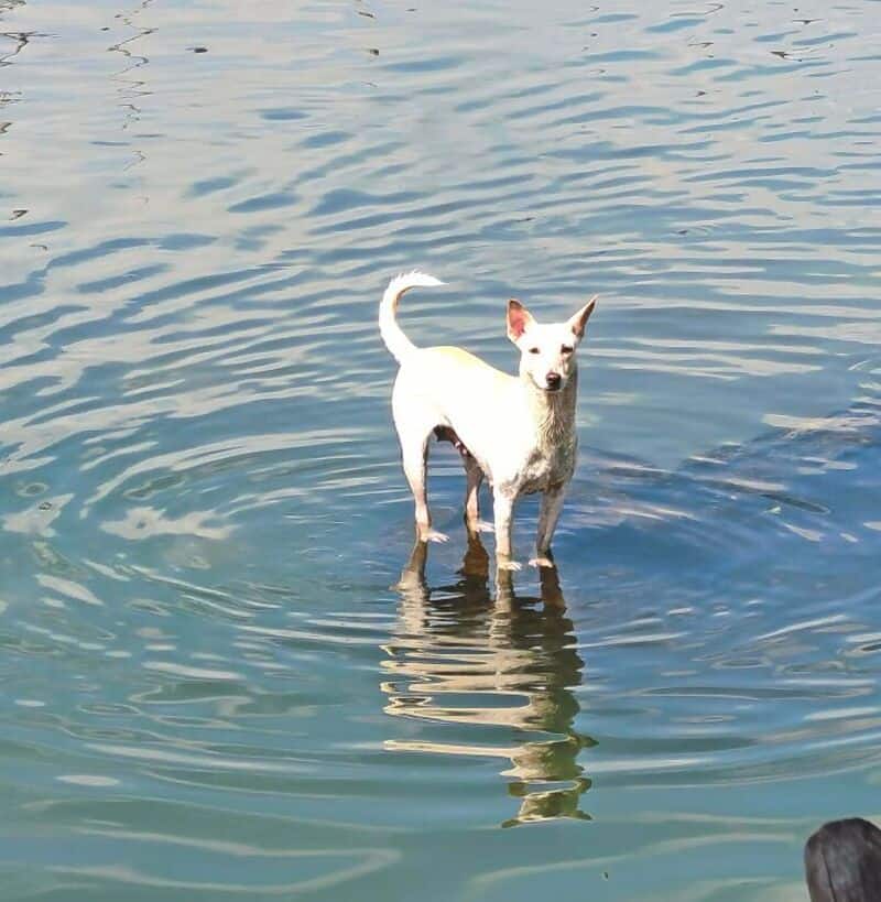 Dog standing in water with ripples, looking at the camera.