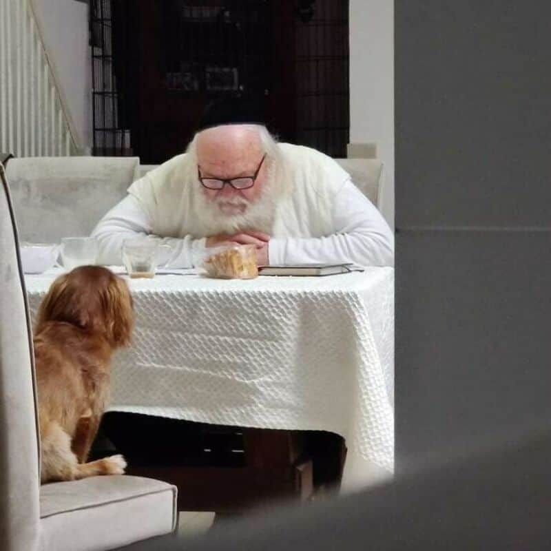 An elderly man with glasses and a white beard looks at a small dog across a dining table.