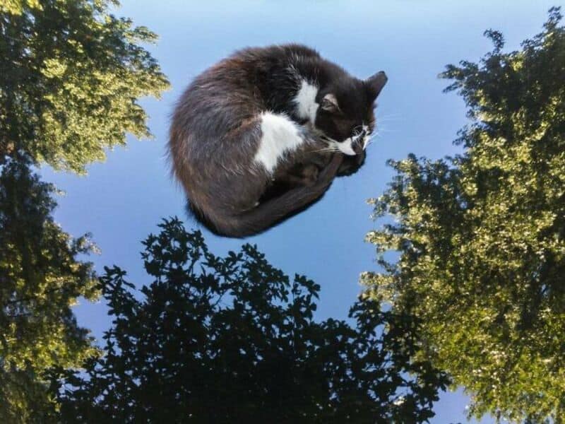 A black and white cat curled up sleeping on a reflective water surface.