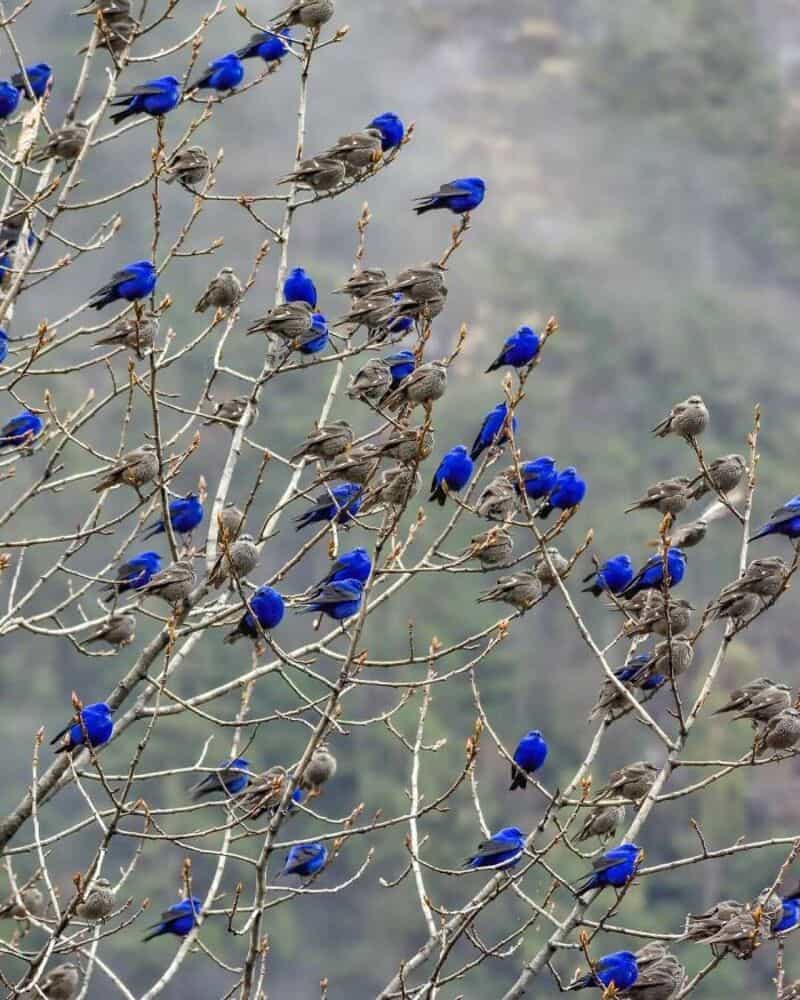 Many small blue birds perched on leafless branches of a tree.