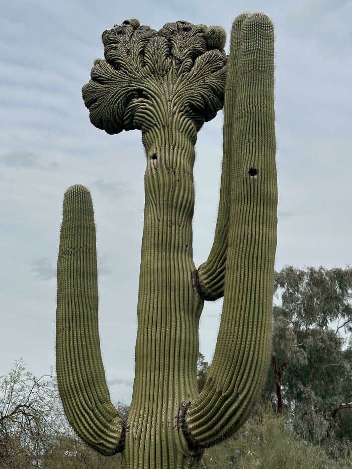 Unique cactus with a large, fluffy top resembling a tree, under cloudy sky.