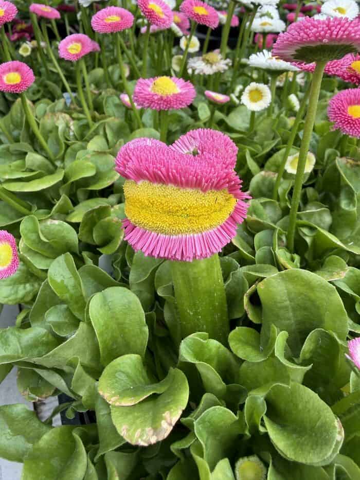 Pink and yellow mutated flower among green leaves in a garden.