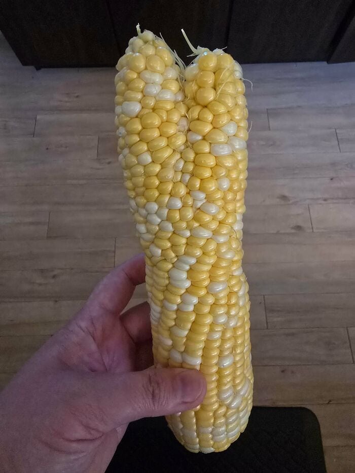 Hand holding a large, mutated corn cob with yellow and white kernels.