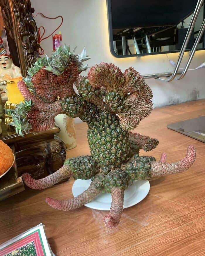 Unusual plant with multiple tentacle-like branches and textured, bulbous growths.