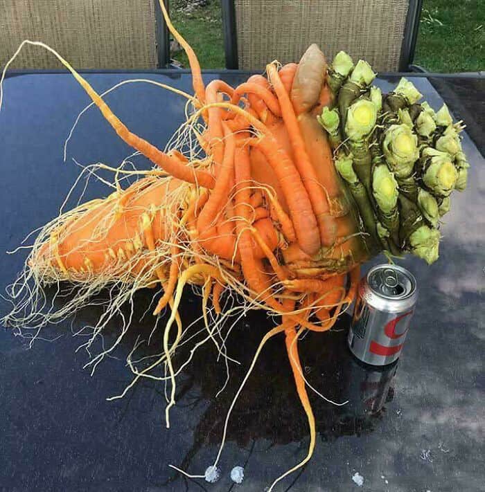 Cluster of carrots, parsnips, and kohlrabi on a table with a soda can.