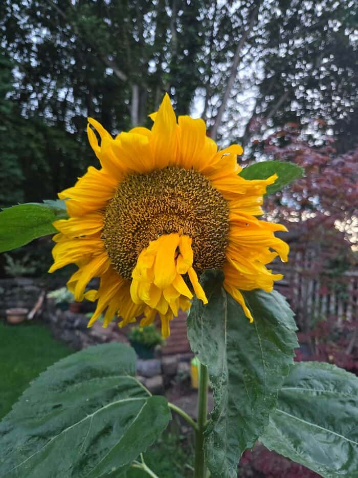 Sunflower with yellow petals and green leaves in a garden setting.