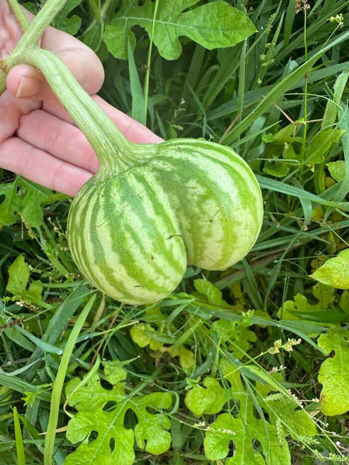 Unique double watermelon with green stripes held by a hand in a garden.