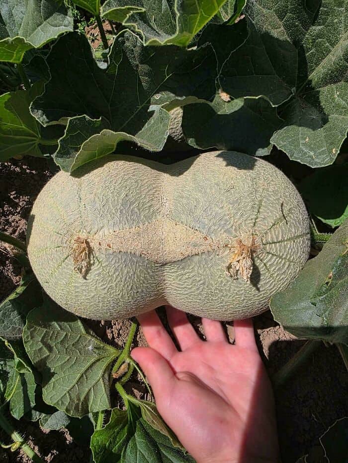 Unusual large, flattened melon with a textured surface and leafed plant background.