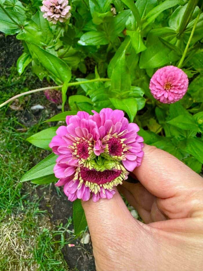 Pink flower with a green, smiling face in the center, held by a hand.