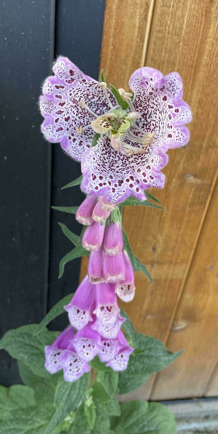 Close-up of a purple and pink spotted flower with a bee on it.