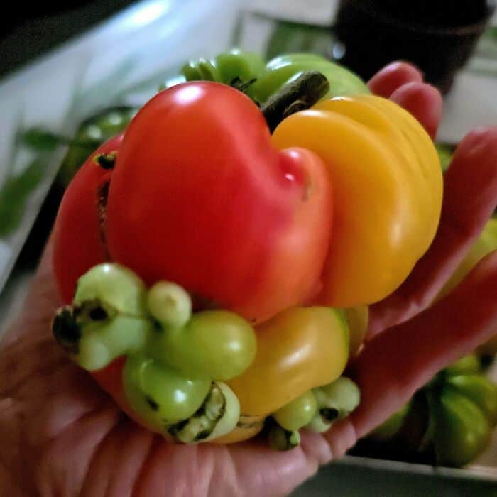 Colorful hybrid peppers with green, red, and yellow hues in a hand.