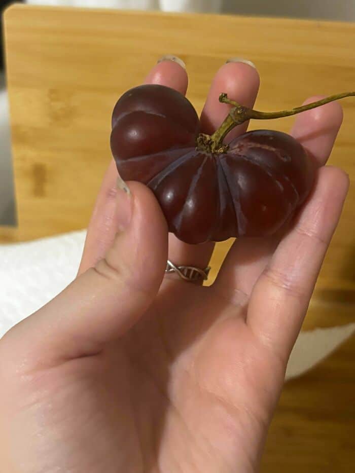 Unusual dark purple, almost black, grape with a unique shape held in hand.
